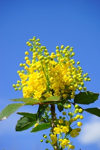 Yellow bush stechdornblättrige mahonie photo