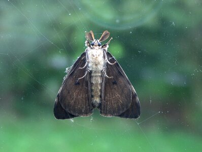 Bug moth glass