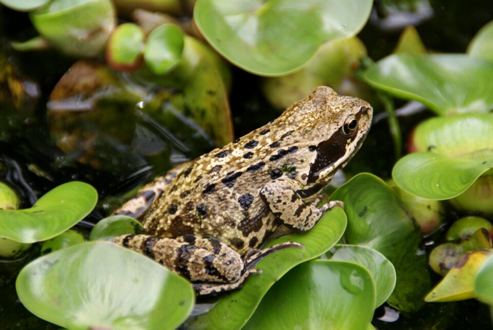 Amphibian frog water plant