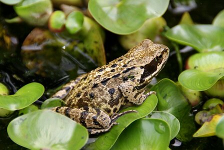 Amphibian frog water plant
