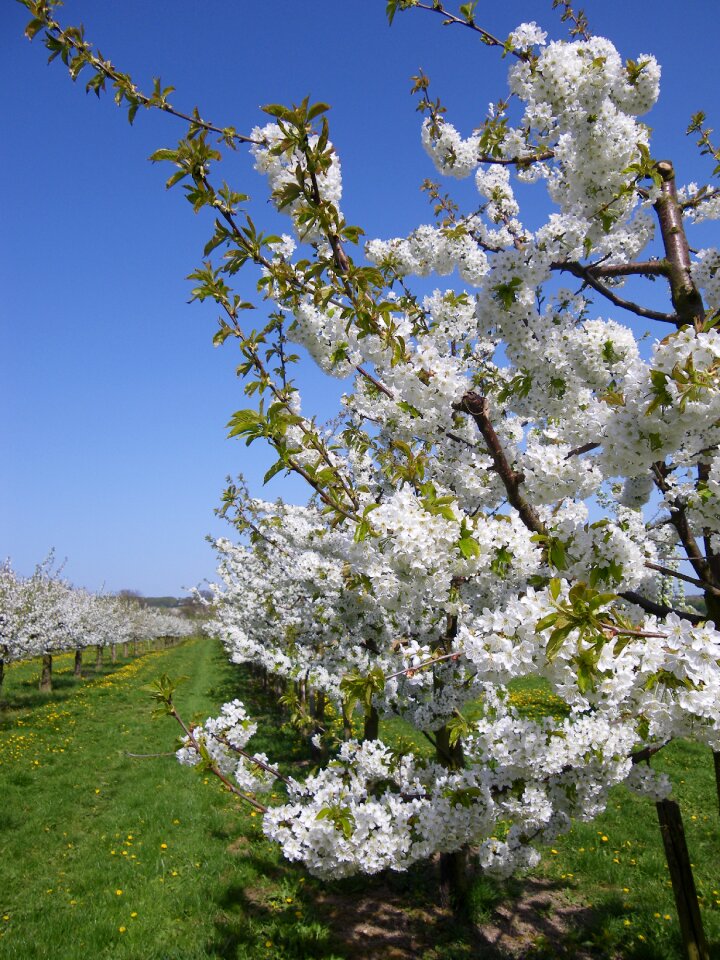 Fruit tree white spring photo