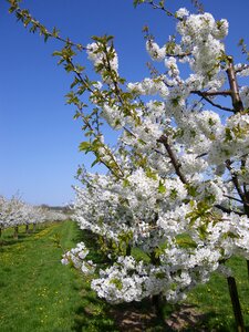 Fruit tree white spring photo