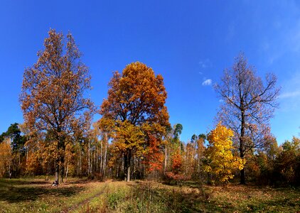 Forest glade glade trees