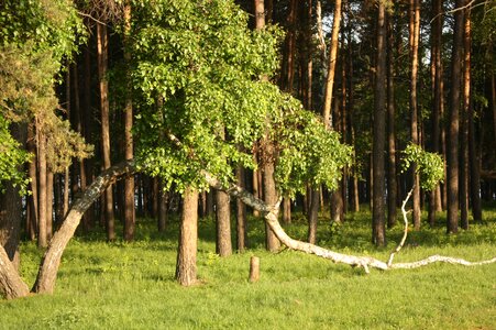 Birch russian forest