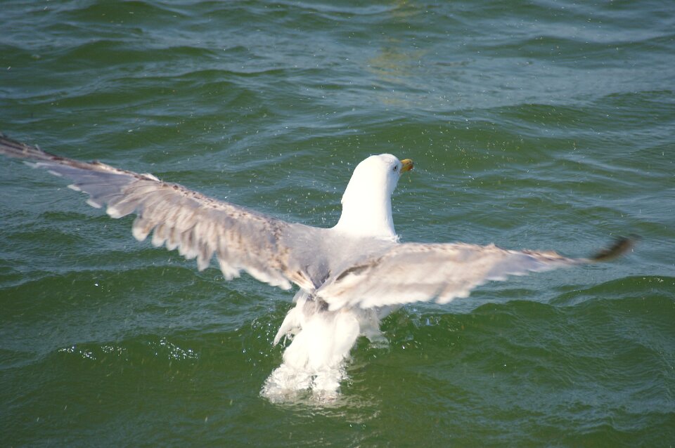 Flutter bird seagull