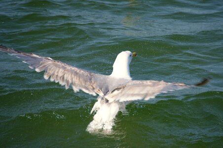 Flutter bird seagull photo