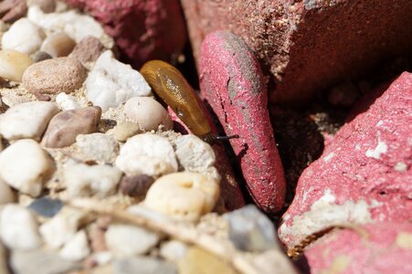 Snail stones nature
