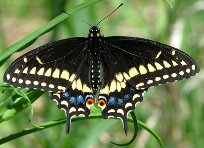 Papilio polyxenes close-up moneymore photo