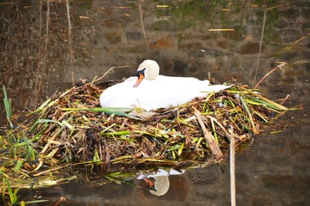 Sweltering swan nature breed photo