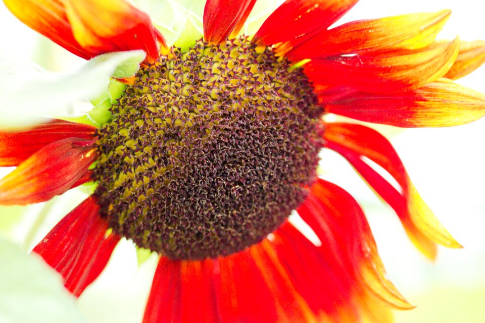 Bloom close up macro