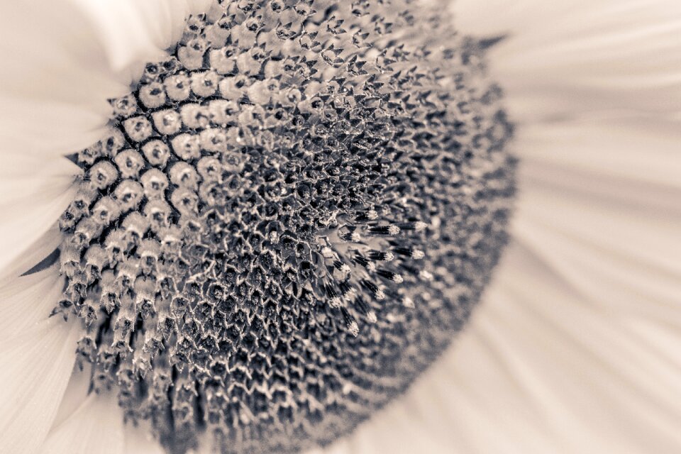 Bloom close up macro
