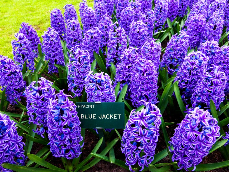 Purple flowers plant purple flower