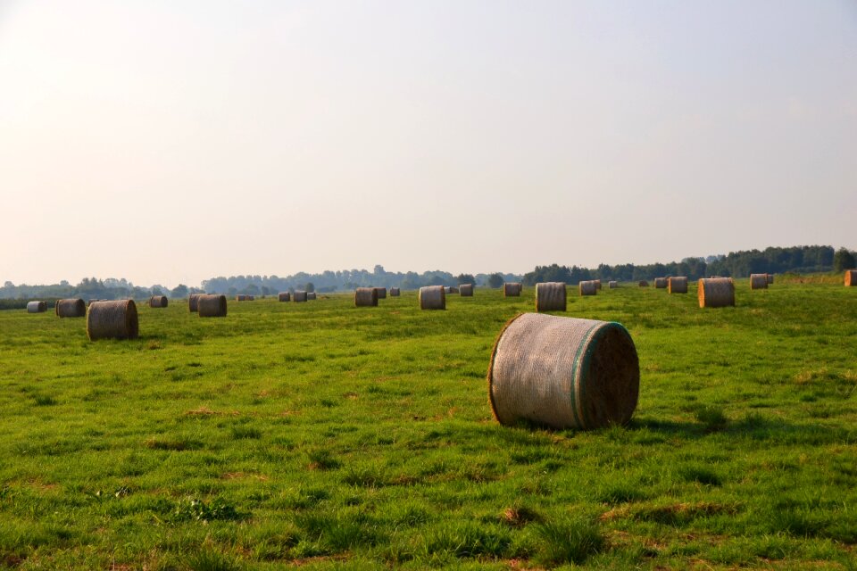 Hay bales round bales harvest
