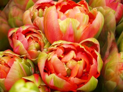 Blooming summer france