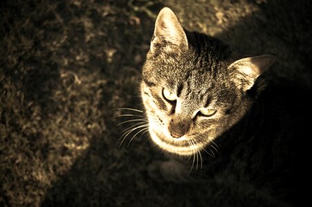 Sepia gray fur look up