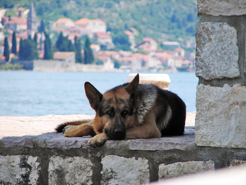 Mammals resting relaxing