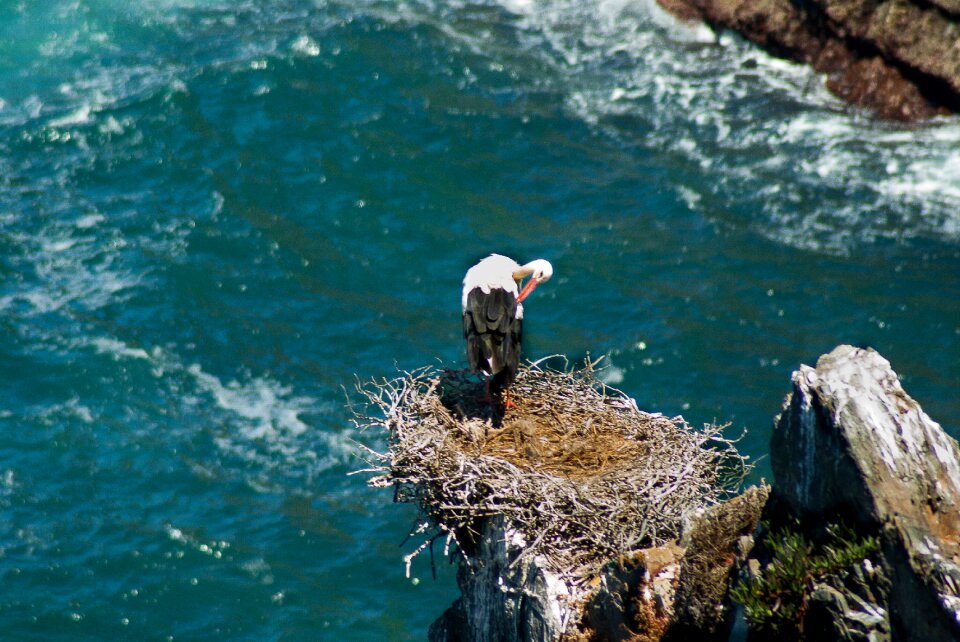 Cliff bird ocean