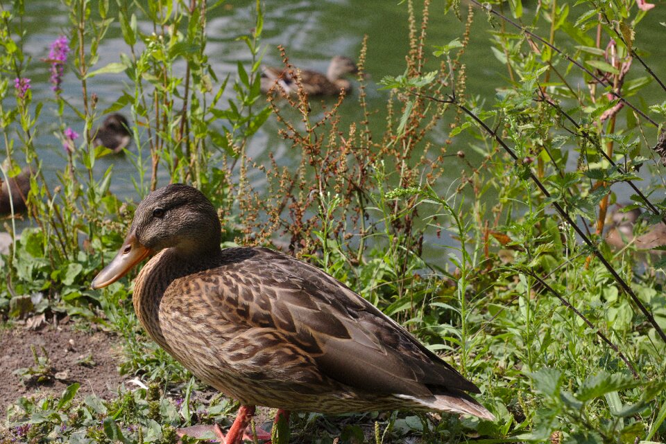 Swannery casting park