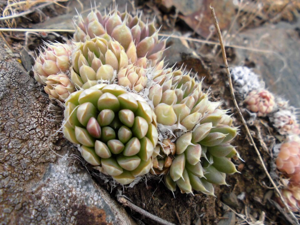 Macro plant botanica
