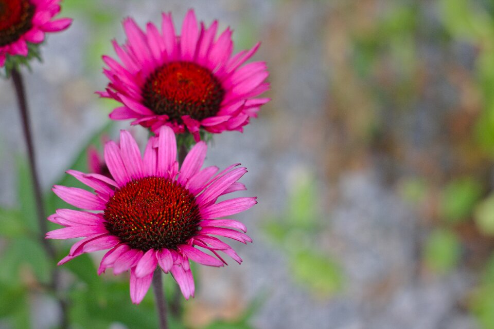 Close up bokeh summer