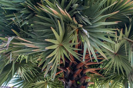 Palm tree tree indonesia photo