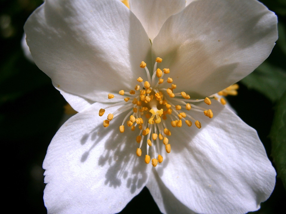 Jasmin european whistle shrub pale whistle shrub