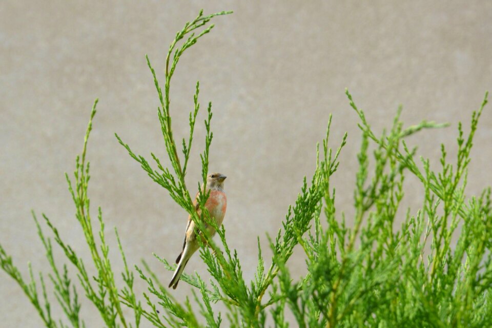 Hedge conifer nature