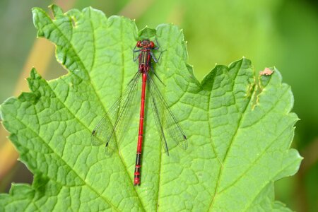 Red dragonfly wing flight insect