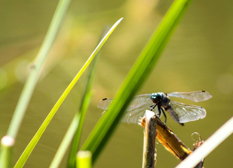 Insect nature background