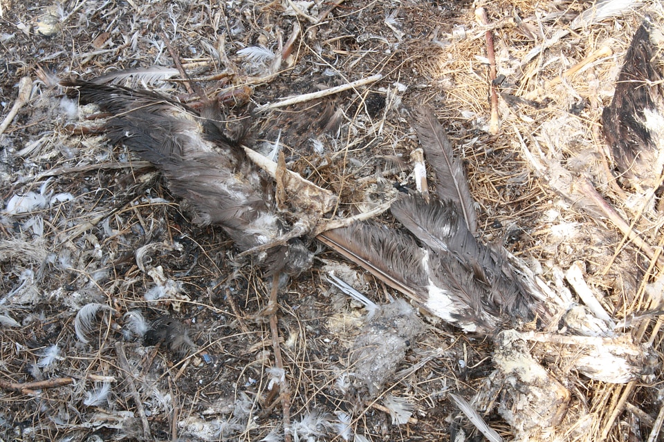 Wings feather wildlife