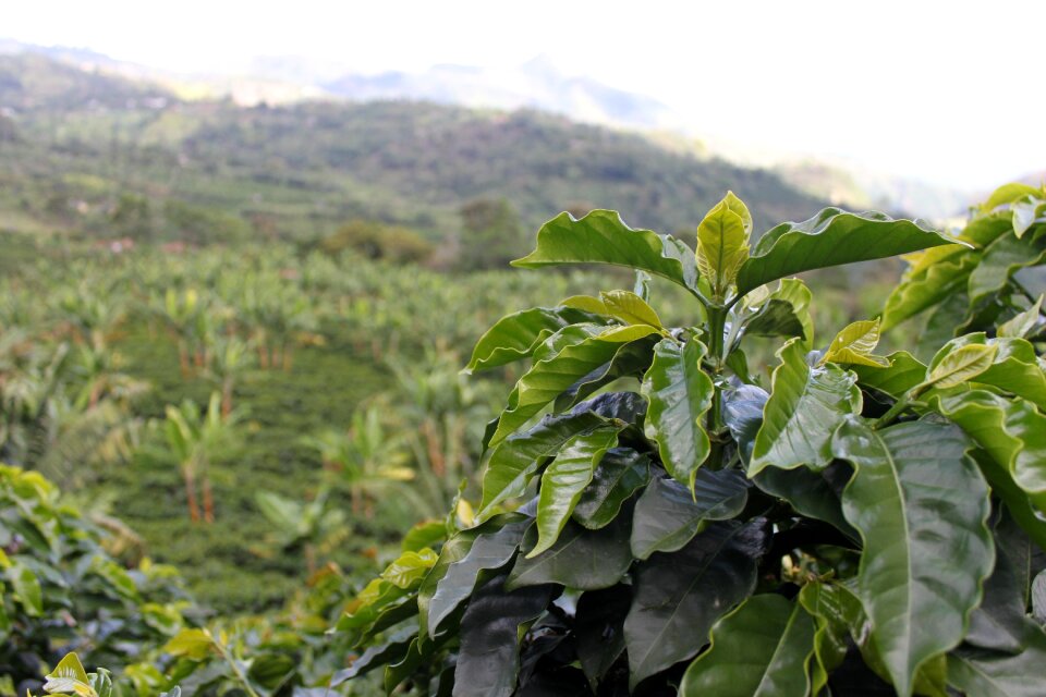 Coffee grains harvest aroma