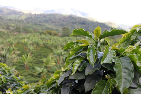 Coffee grains harvest aroma photo