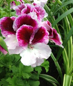 Flower nature