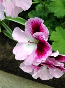 Flower nature