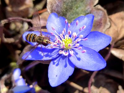 Flower garden nature plant