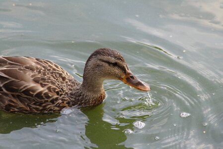 Swannery casting park photo