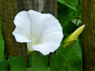 White funnel flower fence