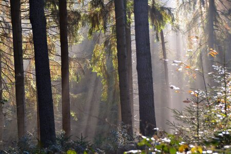 Forest firs atmosphere