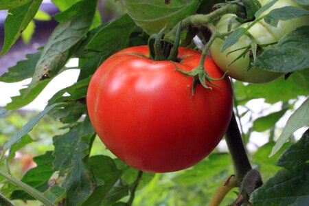 Plant garden ripe photo