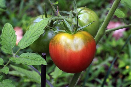 Plant heirloom red