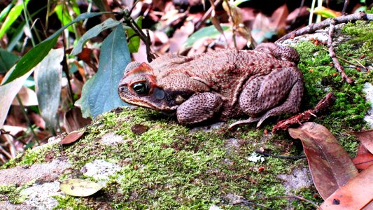 Frog nature amphibian