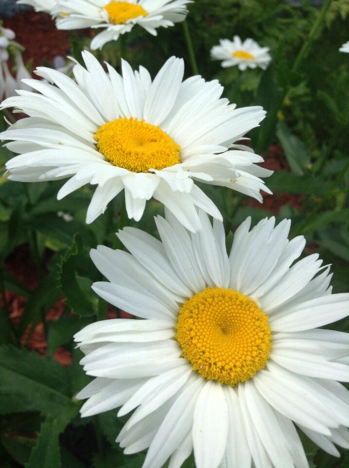 White nature