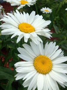 White nature