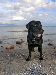 Animal sea beach