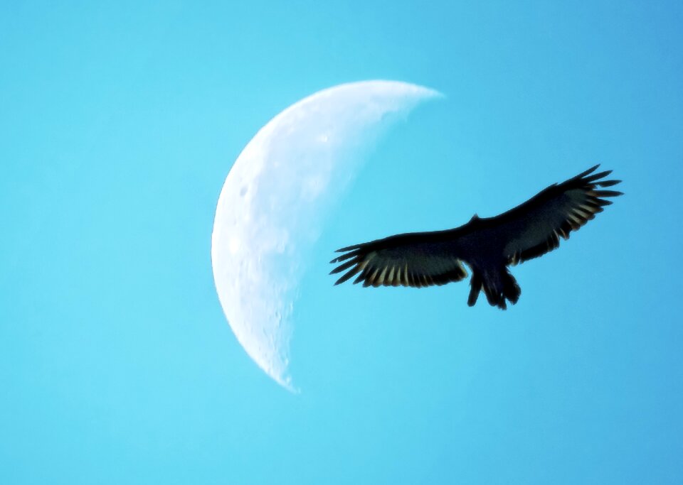 Bird silhouette flight