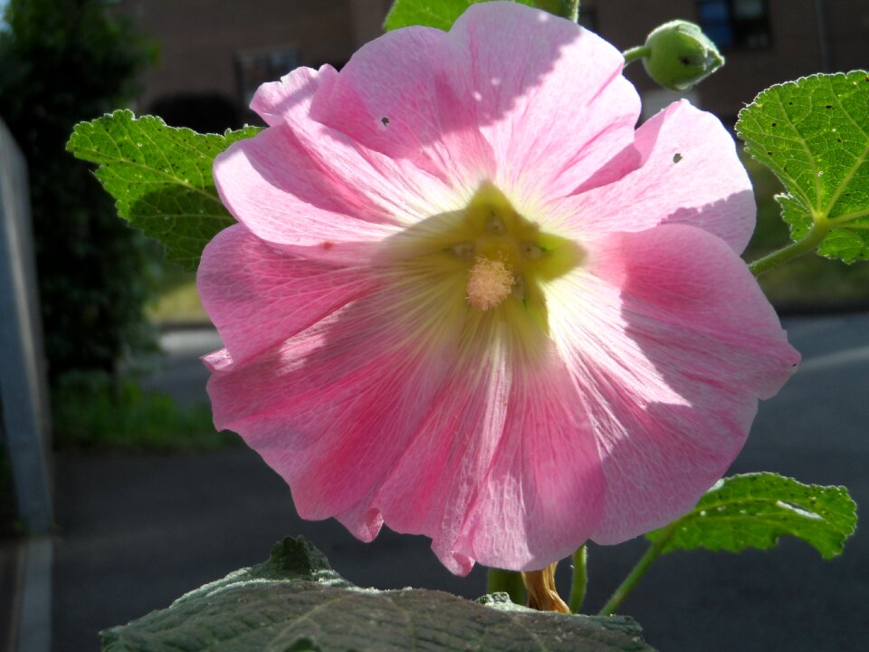 Bright tender hollyhock