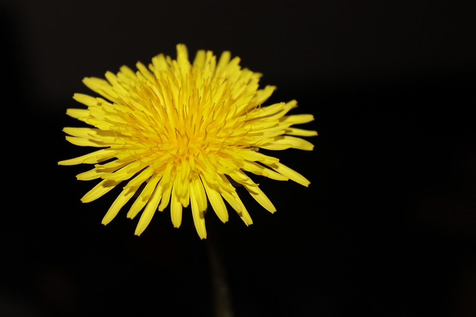 Summer yellow petals