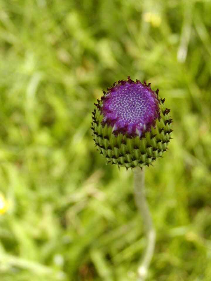 Thistle bud flower