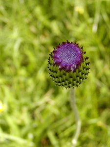 Thistle bud flower