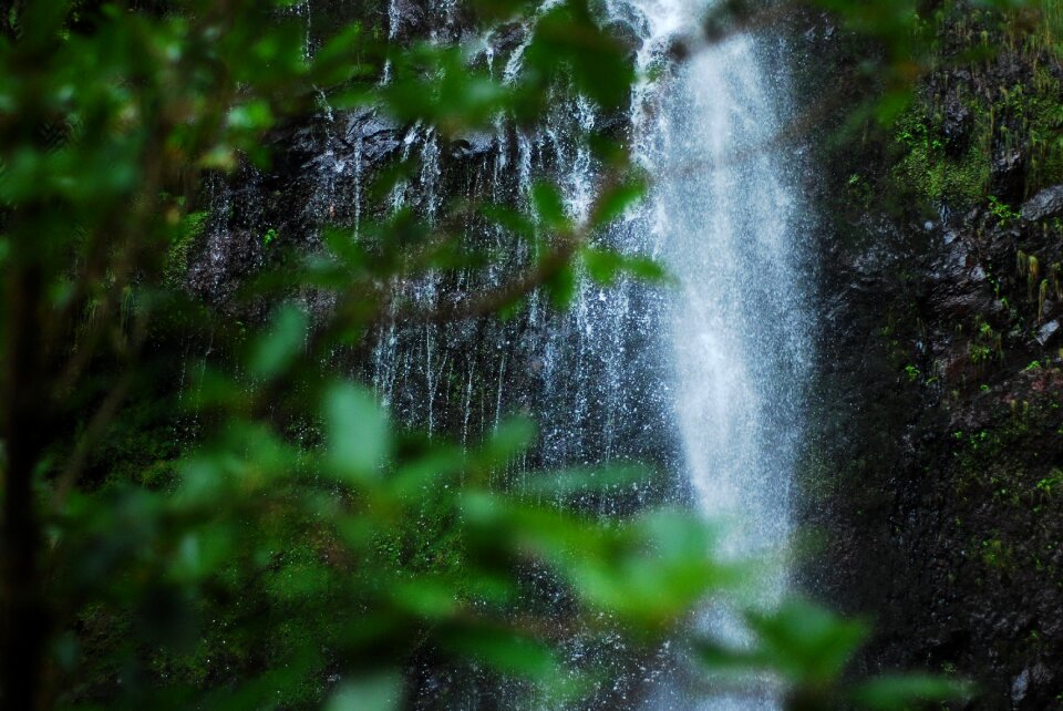 Greenery mountain forest
